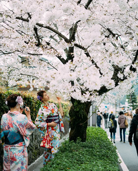 Japan lesbian cherry blossom tour