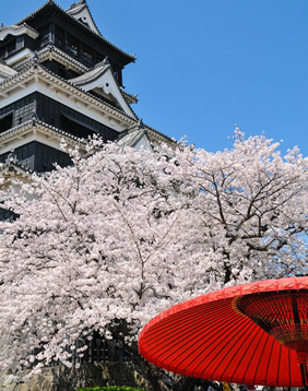 Japan sakura blossom tour