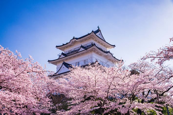 Odawara cherry blossom lesbian tour