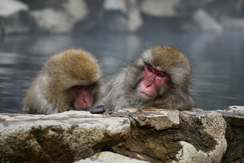 Japan lesbian tour  - snow monkeys