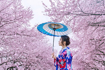 Tokyo Japan cherry blossom lesbian tour