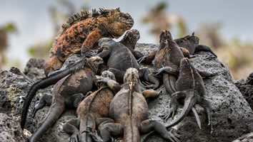 Galapagos gay cruise - Dragon Hill