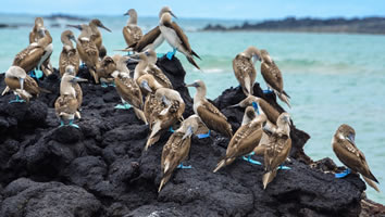 Galapagos gay cruise