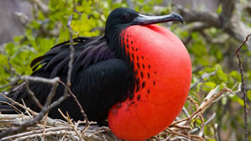 Galapagos gay travel