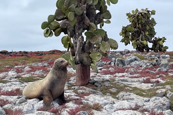 Galapagos gay cruise - South Plaza