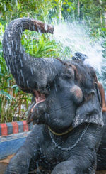 South India Gay Travel
