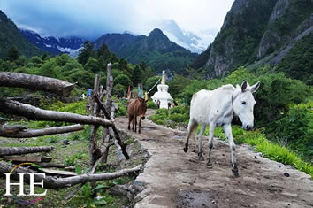 China Gay Adventure Tour - Tibetian horses