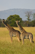 Tanzania Gay Safari Tour
