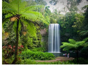 Australia Gay Tour, Daintree Rainforest