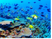 Australia exclusively gay Tour, Great Barrier Reef