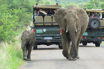 Gay Safari South Africa tour