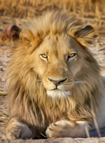 Botswana gay safari