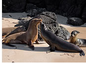 Galapagos gay cruise - sea lions