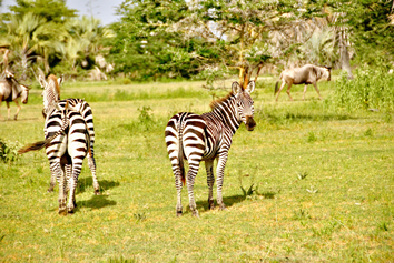 Kenya gay safari adventure tour