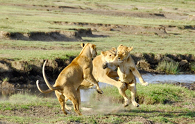 Kenya gay safari lions