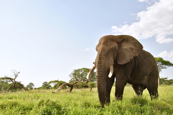 Kenya luxury gay safari tour
