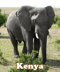 Kenya gay safari tour