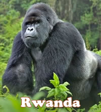 Rwanda Gorilla gay safari