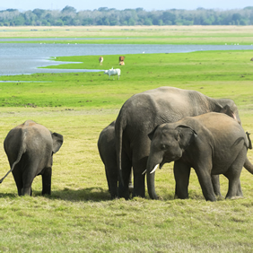Sri Lanka gay safari
