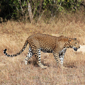 Sri Lanka gay safari tour