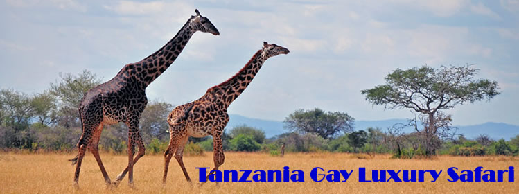 Tanzania Gay 77