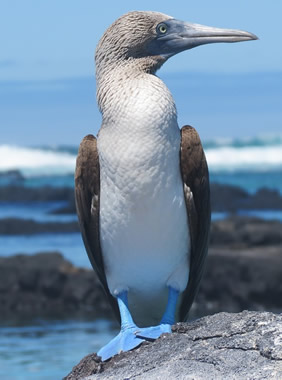 Galapagos gay tour - booby