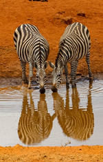 Kenya gay safari tour