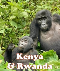 Gorilla Rwanda Gay Safari Tour