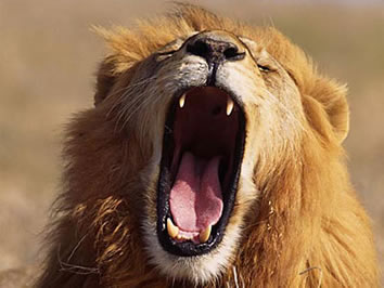 Steele Luxury Travel South Africa Tour and Safari