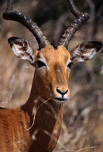 South Africa Tour and Safari