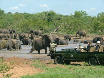Steele Luxury Gay Travel - Game Drive Kruger National Park Tour