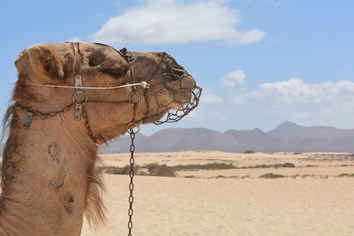Egypt gay travel