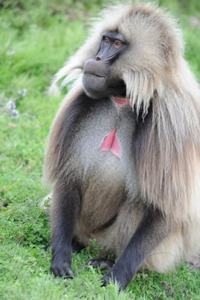 Gelada Baboon Ethiopia