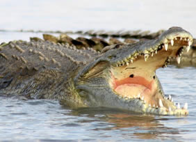 Ethiopia gay tour - Nile crocodile