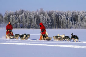 Gay Finland winter - Husky sleigh tour