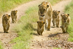 Sasan Gir Gujarat gay safari tour