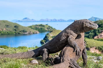 Komodo gay tour