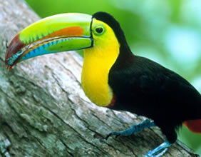 Panama rainforest