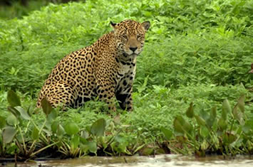 Brazil Pantanal gay safari tour