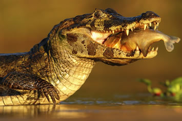 Pantanal, Brazil gay safari tour