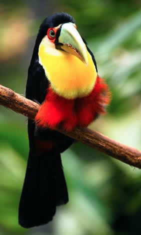 Pantanal Brazil gay safari - toucan