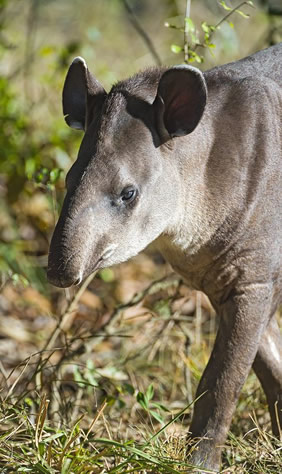 Brazil gay safari - tapir