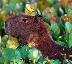 Brazil gay safari - capybara