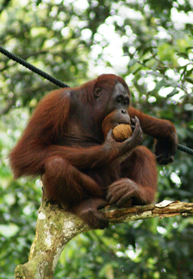 Orangutan Jungle Trekking
