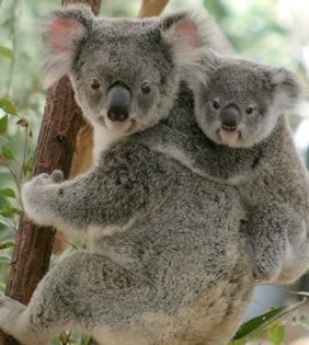 Australia gay tour - Koala