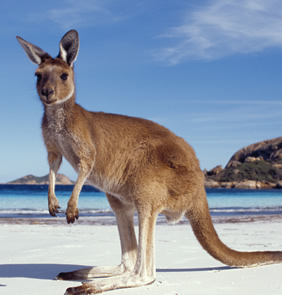 Australia gay tour