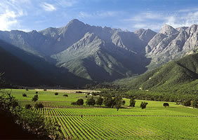 Chile vineyard