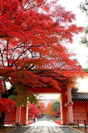 Kyoto fall gay group tour
