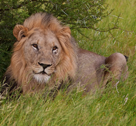 Botswana gay safari lion