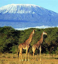 Kilimanjaro Trek and Tanzania Safari